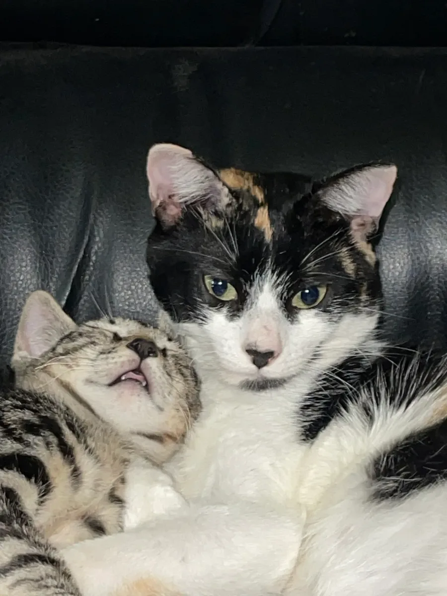 Teby, a tabby boy, snuggled up with Michu, a calico girl